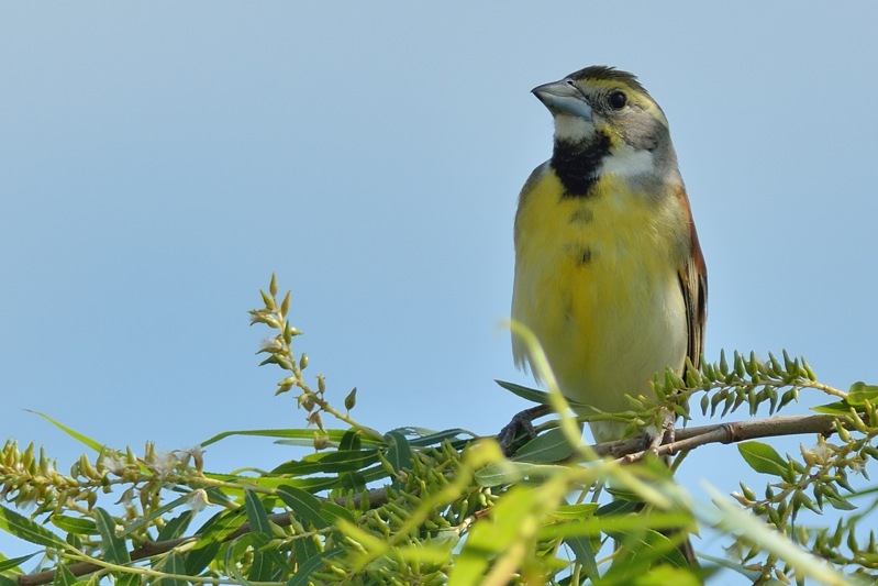 Dickcissel